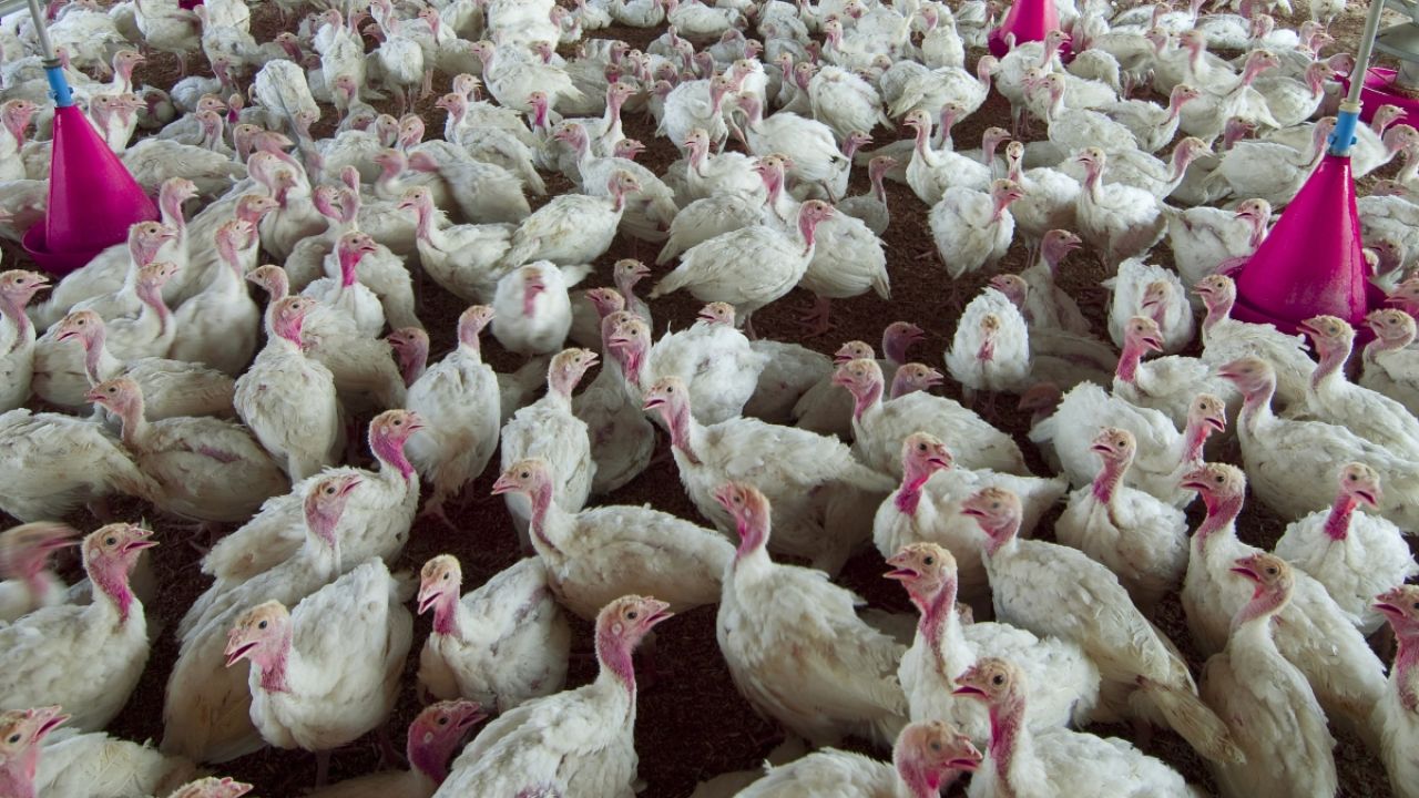 Chicken factory farm