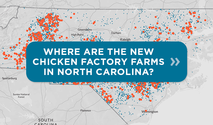 New Investigation Recent Explosion Of Poultry Factory Farms In
